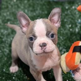Blue boy 5 - Blue male Boston Terrier puppy in Oak Hills, California from All American Boston Terriers