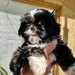 Kiki - Black and white female Shih Tzu puppy in Victorville, California from Precioustzus