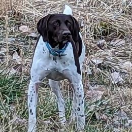 River - German Shorthaired Pointer