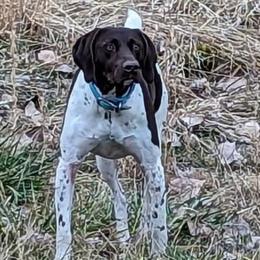 River - German Shorthaired Pointer