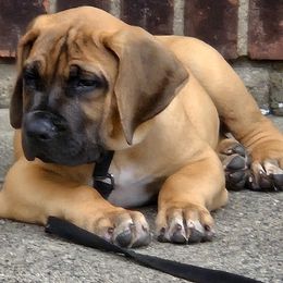 Boerboel Puppies from Heritage Boerboels