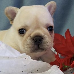 French Bulldogs and Pugs from Timeliss Dogs