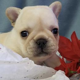 French Bulldogs and Pugs from Timeliss Dogs