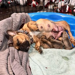 Oakie - French Bulldog