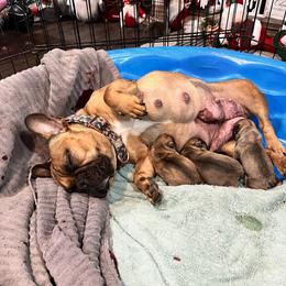 Oakie - French Bulldog