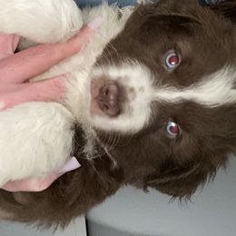 Miniature Australian Shepherd Puppies from 7UL Mini Aussies
