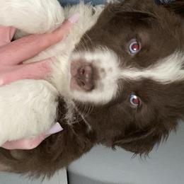 Miniature Australian Shepherd Puppies from 7UL Mini Aussies