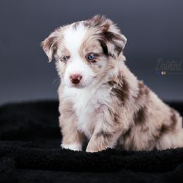 Australian Shepherd, Miniature American Shepherd, Miniature Australian Shepherd, and Toy Australian Shepherd Puppies from Painted Blue Aussies