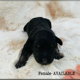 Aussiedoodle and Australian Shepherd Puppies from Homestead Aussies & Doodles