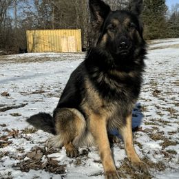 Kash - German Shepherd