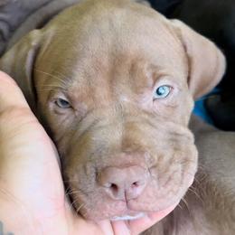 American Bully Puppies from TEXAS BULLY FAMILY