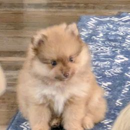 Boy 4 - Orange sable male Pomeranian puppy in Cocoa, Florida from Pom Coast Pomeranians