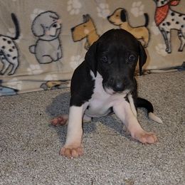 Vega - Mantle female Great Dane puppy in Walker, Louisiana from La Rebel Danes