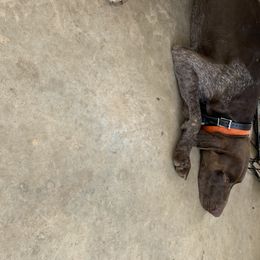 Fritz - German Shorthaired Pointer
