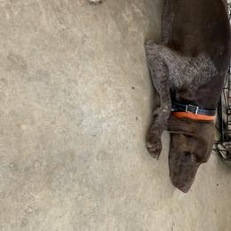Fritz - German Shorthaired Pointer