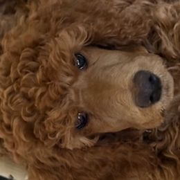Poodles from Wine Country Reds