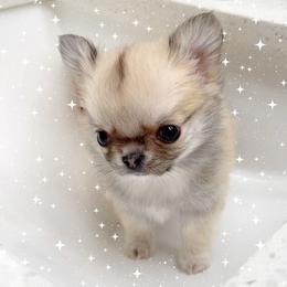 Chihuahua Puppies from Stardom Chihuahuas
