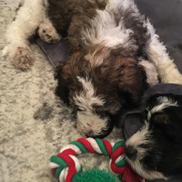 Bernedoodle and Poodle Puppies from Sunset Family Farm