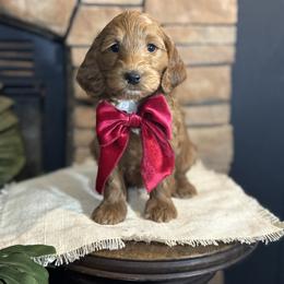 Goldendoodle All Grown Up from Hollywood Doodles