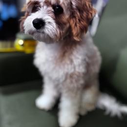Penny - Cavapoo