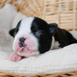 Rio - Black and white female Boston Terrier puppy in Plymouth, New Hampshire from Punk Kennels