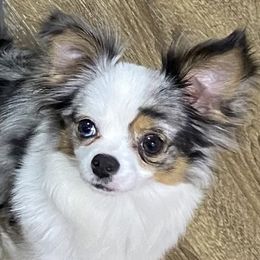 Chihuahuas from Spellbound Chihuahuas