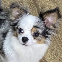 Chihuahuas from Spellbound Chihuahuas