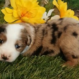Sky - Red merle female Miniature Australian Shepherd puppy in Penn Valley, California from Ghostfire Mini Aussies