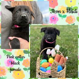 Pink collar - Black female German Shepherd puppy in Canterbury, Connecticut from Nachtwaechter German Shepherds, LLC