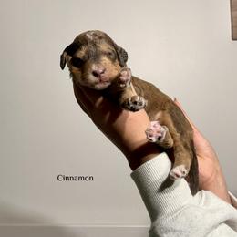 Cinnamon - Sable male Bernedoodle puppy in Pennsylvania from Bells Bernedoodles