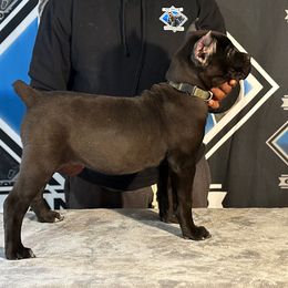 Dark Green Collar Black Female - Black brindle Cane Corso puppy in Linden, Texas from Da Boyz Cane Corso