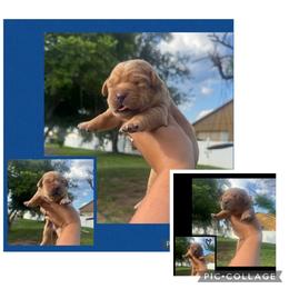 Blue Collar Male - Yellow male Labrador Retriever puppy in Kissimmee, Florida from SunState Labs