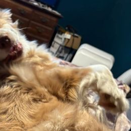 Australian Shepherds and Border Collies from Blue Cypress Stock dogs