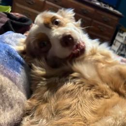 Australian Shepherds and Border Collies from Blue Cypress Stock dogs