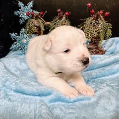 Cyrus - White male American Eskimo Dog puppy in Live Oak, Florida from Pecan Ridge Puppies