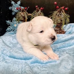 Cyrus - White male American Eskimo Dog puppy in Live Oak, Florida from Pecan Ridge Puppies