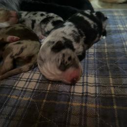 Whinnie - Blue merle female Australian Shepherd puppy in Lynnville, Indiana from Moonlightaussies