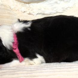 Girl 2 - female Border Collie puppy in Benson, Arizona from Twisted Acres Border Collies and Mudi