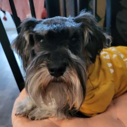 Squirt - Miniature Schnauzer