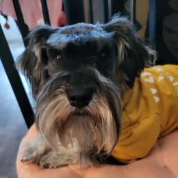 Squirt - Miniature Schnauzer