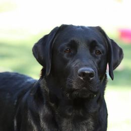 Labrador Retriever All Grown Up from High Roller Labradors