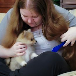 Pomeranian Puppies from Pawsome Poms