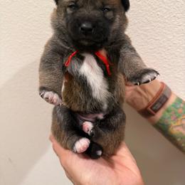 Red - Red male Shiba Inu puppy in Wildomar, California from Almond & Sesame