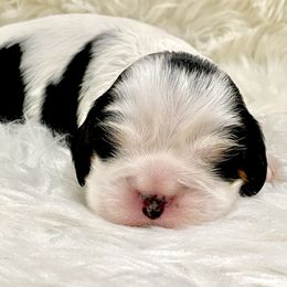 Cavalier King Charles Spaniel Puppies from Malu Lani Cavaliers