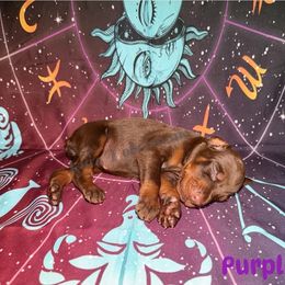 Purple - Red and rust female Doberman Pinscher puppy in Louisville, Kentucky from Ruiz Dobermans