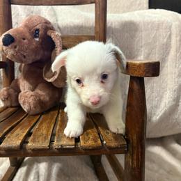 Ace - Blue merle and white male American Corgi puppy in Decatur, Texas from Bar S Corgis