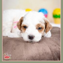 Tiffany - Red and white female Cockapoo puppy in Connersville, Indiana from Deaz Doodle Ranch