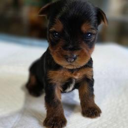 Tiny's Boy 2 - Black and tan male Yorkshire Terrier puppy in Aiken, South Carolina from Sio's Yorkies