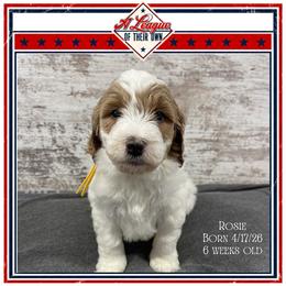 Rosie - Parti female Goldendoodle puppy in North Conway, New Hampshire from Arbor Grace Doodles