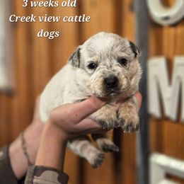 Girl 1 - Blue female Australian Cattle Dog puppy in Monroe, North Carolina from Creek View Cattle Dogs